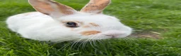 Mixed Breed rabbits for sale: 2 x rabbits  in Swindon - Advert 6