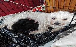 Poochon dogs for sale: POOCHON PUPPIES IN NORTHERN IRELAND - Image 8