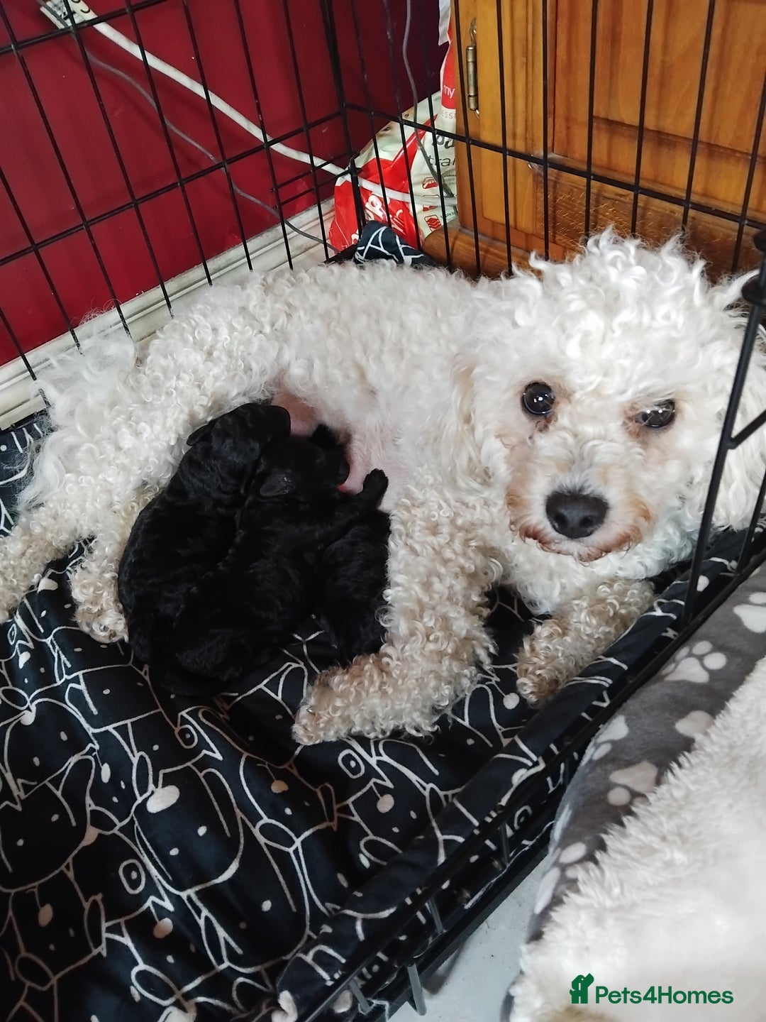 Poochon dogs for sale: POOCHON PUPPIES IN NORTHERN IRELAND - Image 8