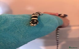 King Snake reptiles for sale: California King Snake - Image 3