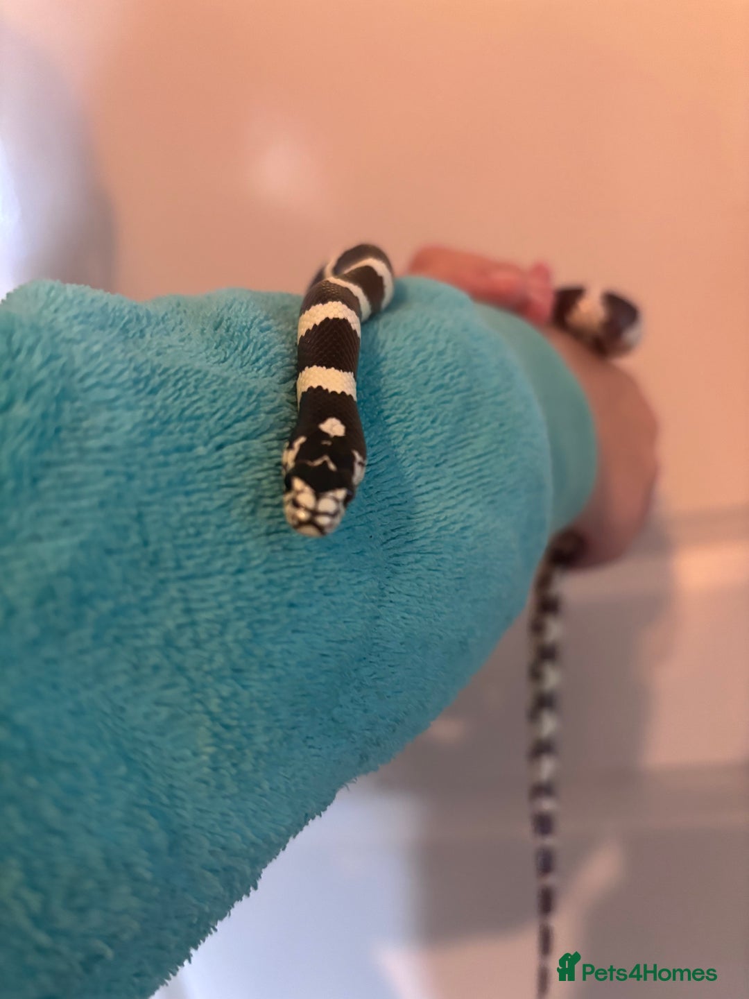 King Snake reptiles for sale: California King Snake - Image 3