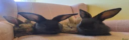 Continental Giant rabbits for sale: 10KG, Brc, show quality kits. MASSIVE  - Advert 10
