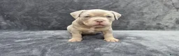 American Bully dogs for sale: Pocketbully puppy  - Advert 25