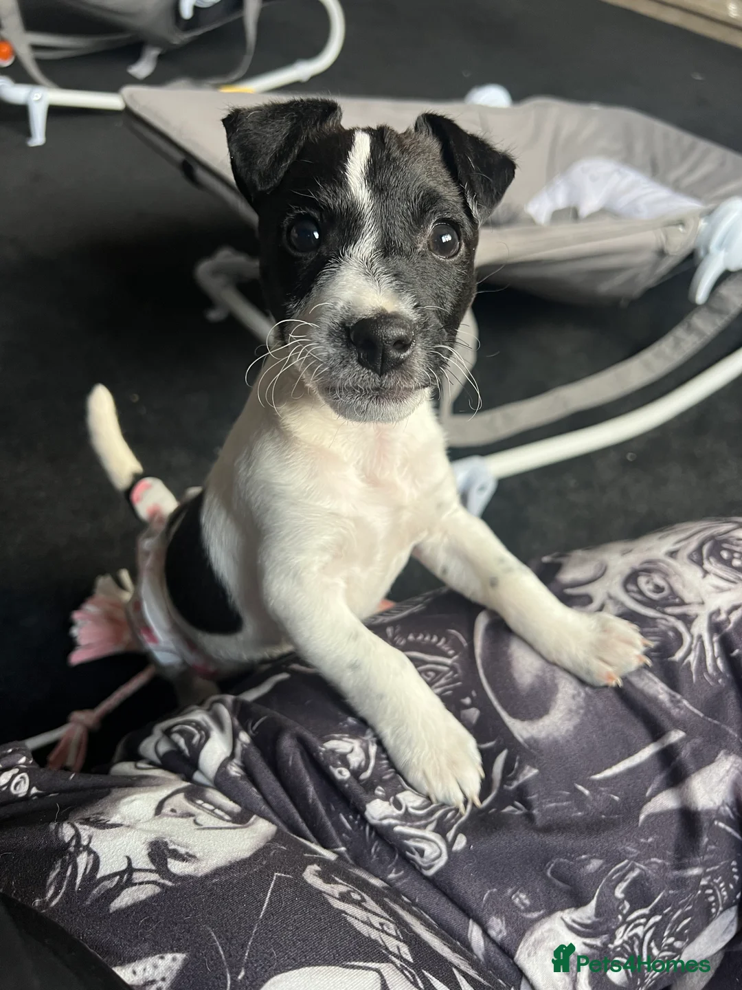 Jack Russell dogs for sale: Female Jack Russel  - Advert 31
