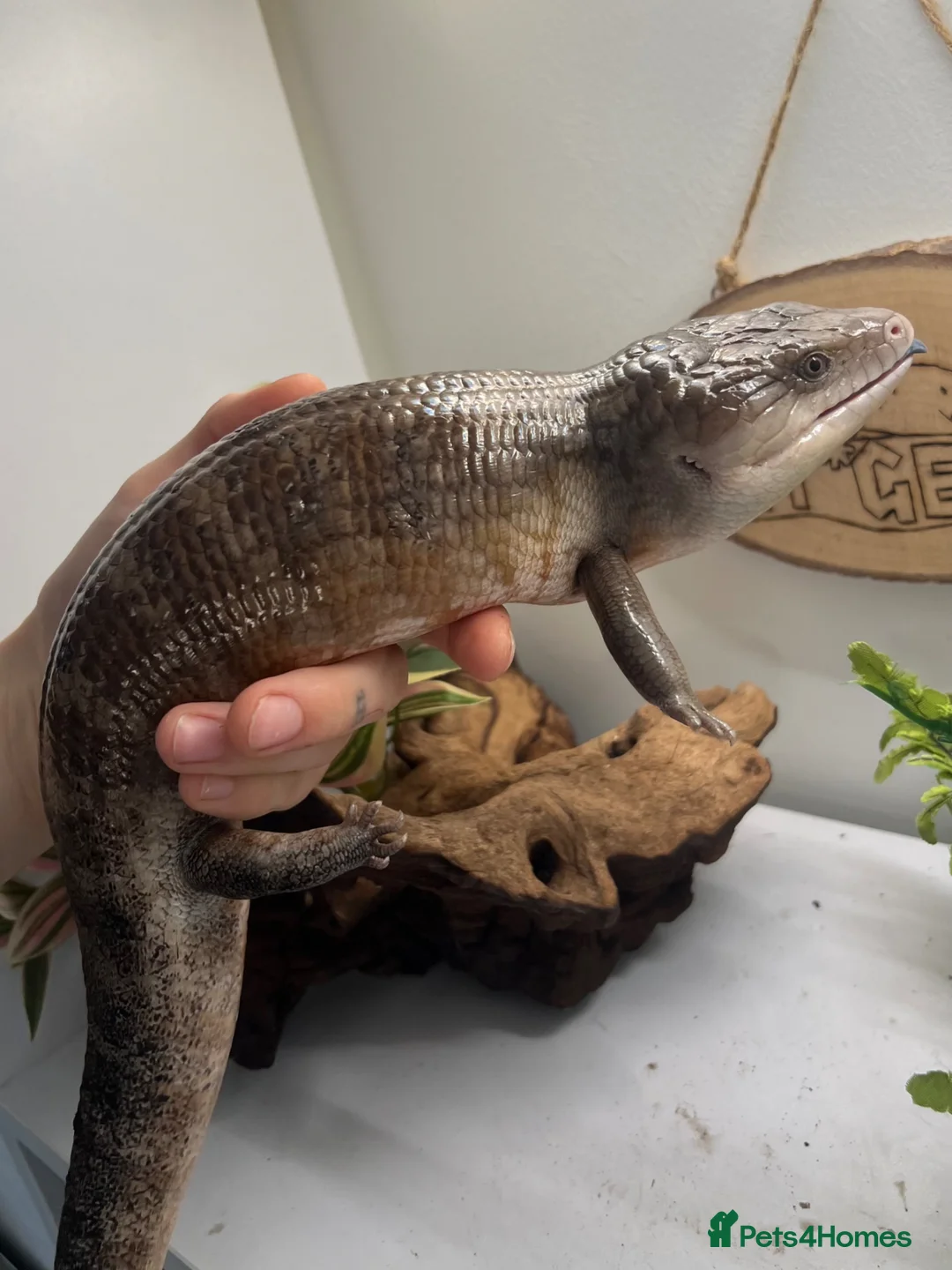 Skink reptiles for sale: Irian Jaya blue tongue skink  - Advert 1
