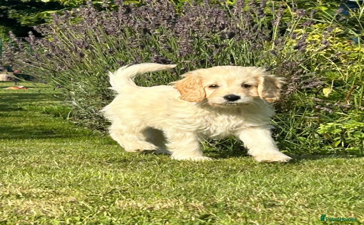 Cockapoo dogs - Advert 1