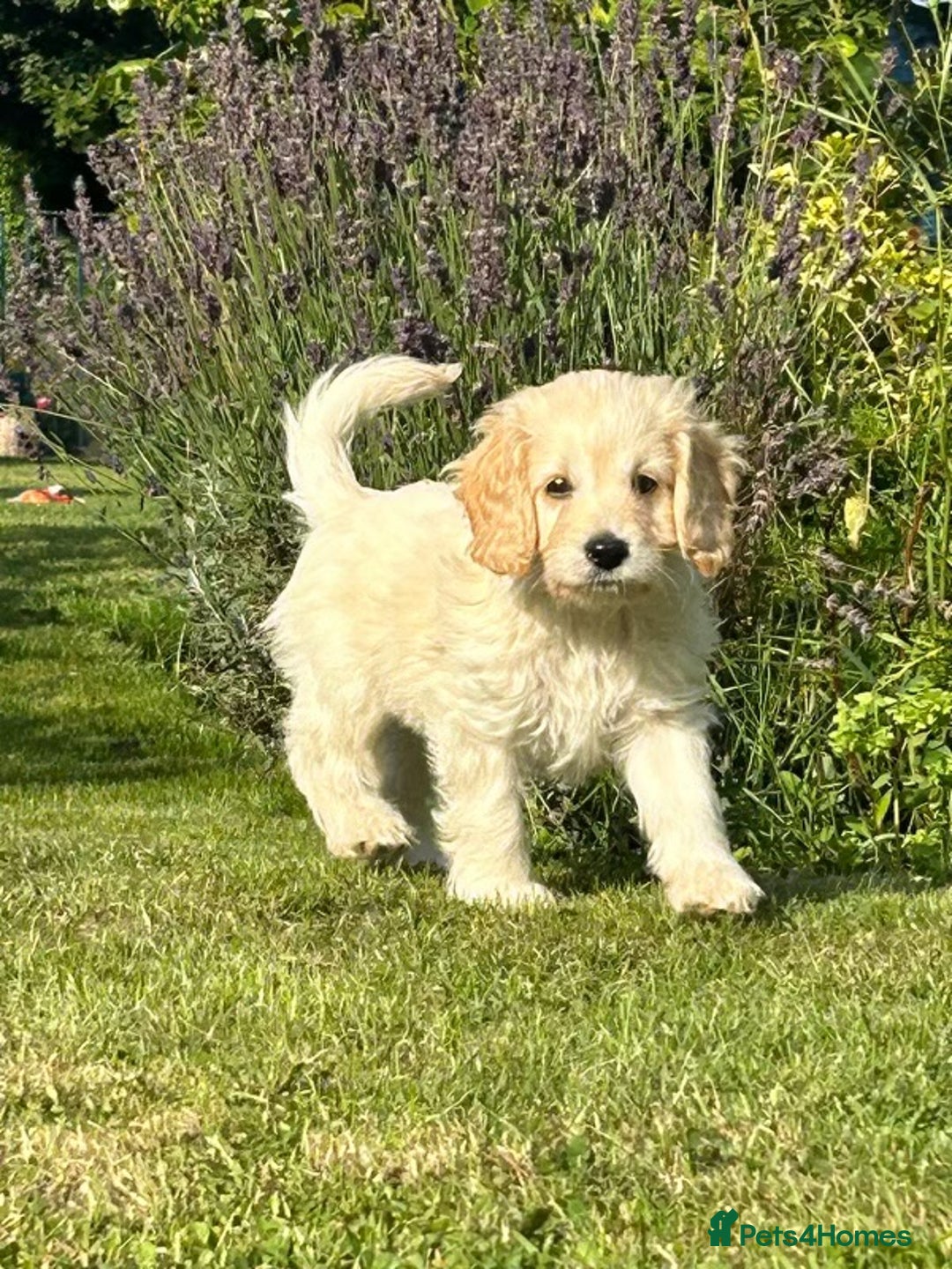 Cockapoo dogs for sale: Cockapoo Puppies ready to go this weekend  - Image 2