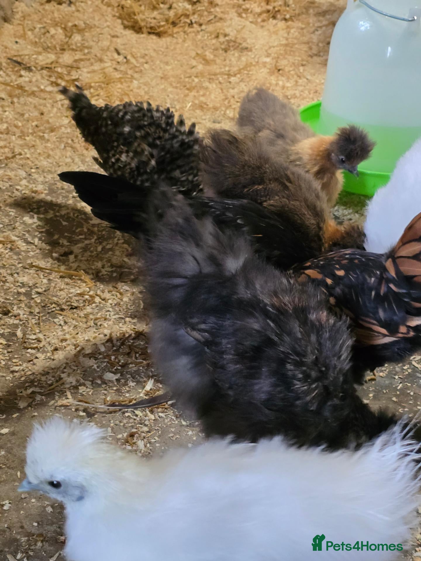 Chickens poultry 1x big for his age grey polkie  - Advert 4
