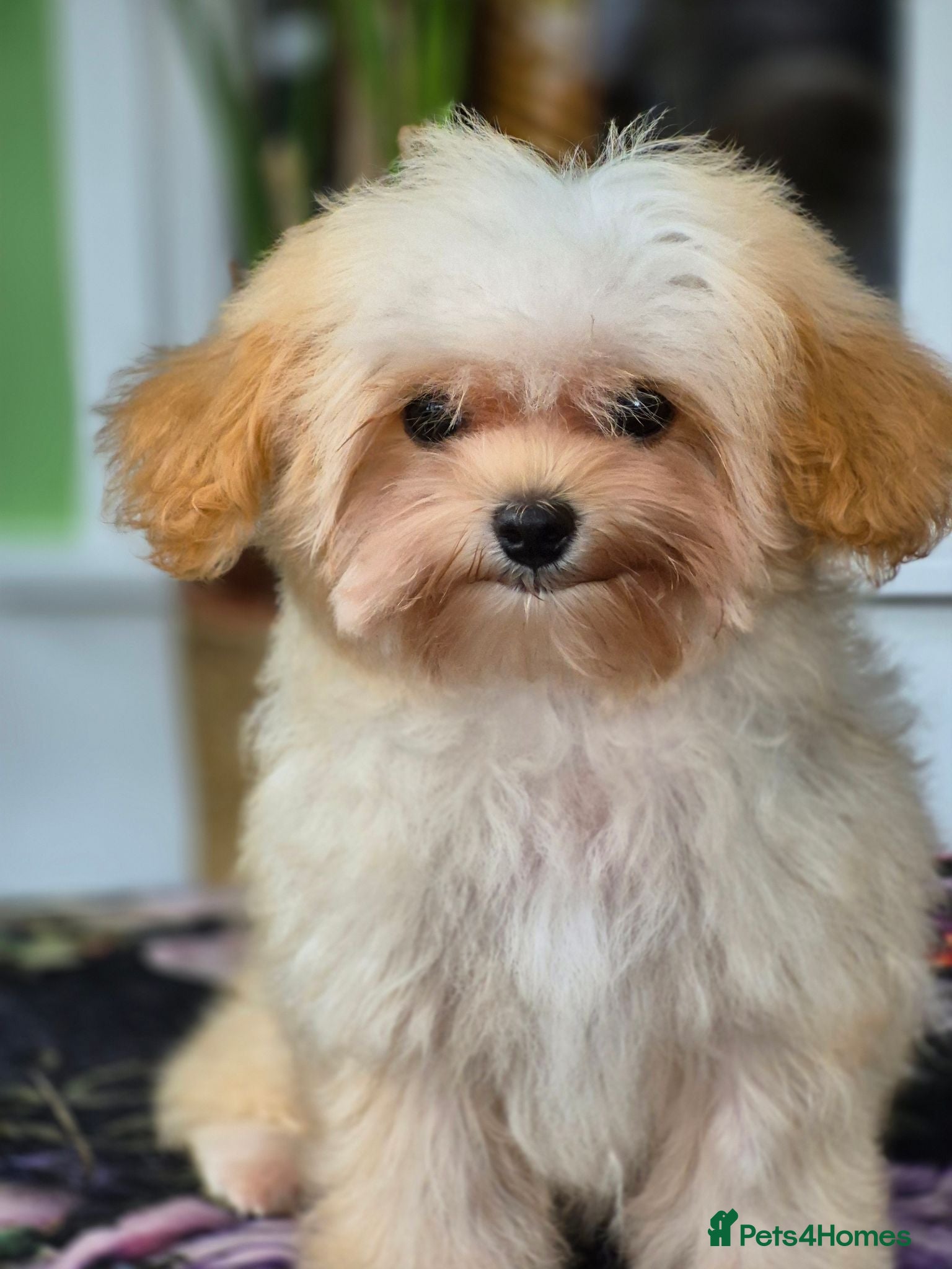 Maltipoo dogs READY Amazing TINY Korean Maltipoo Female Puppies. - Advert 2