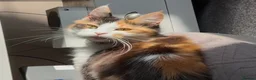 Mixed Breed cats for sale: Beautiful Mixed Boys  - Advert 3