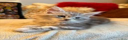 Maine Coon cats for sale: 🐾 beautiful maine coon kittens  - Advert 14