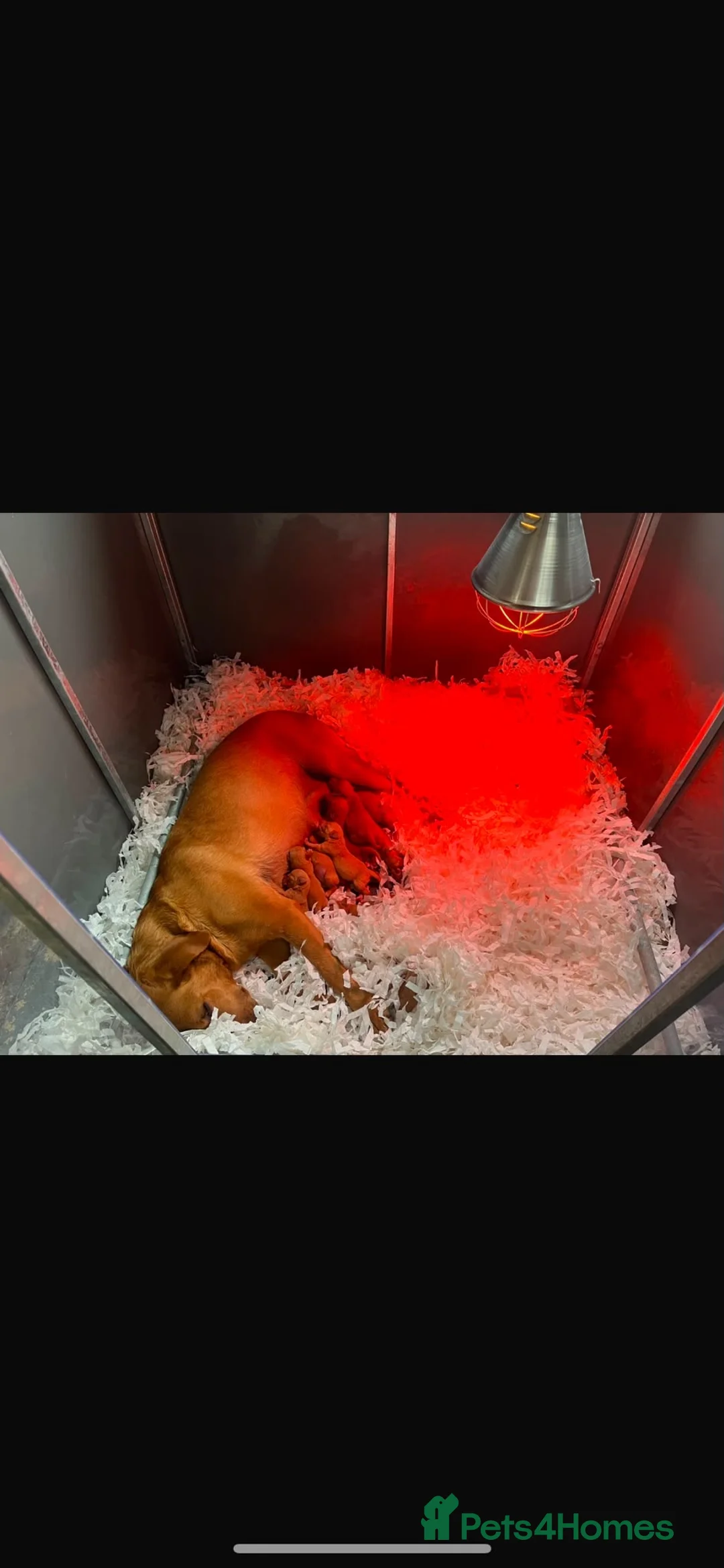 Labrador Retriever dogs for sale: Fox red labrador puppies  - Advert 2