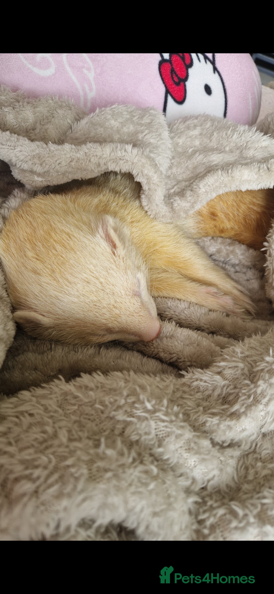 Ferret rodents for sale: 2 Male Albino Ferrets With Everything  - Image 16