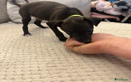 Italian Greyhound dogs for sale: **For Sale: Adorable Italian Greyhound Puppies!** - Image 5