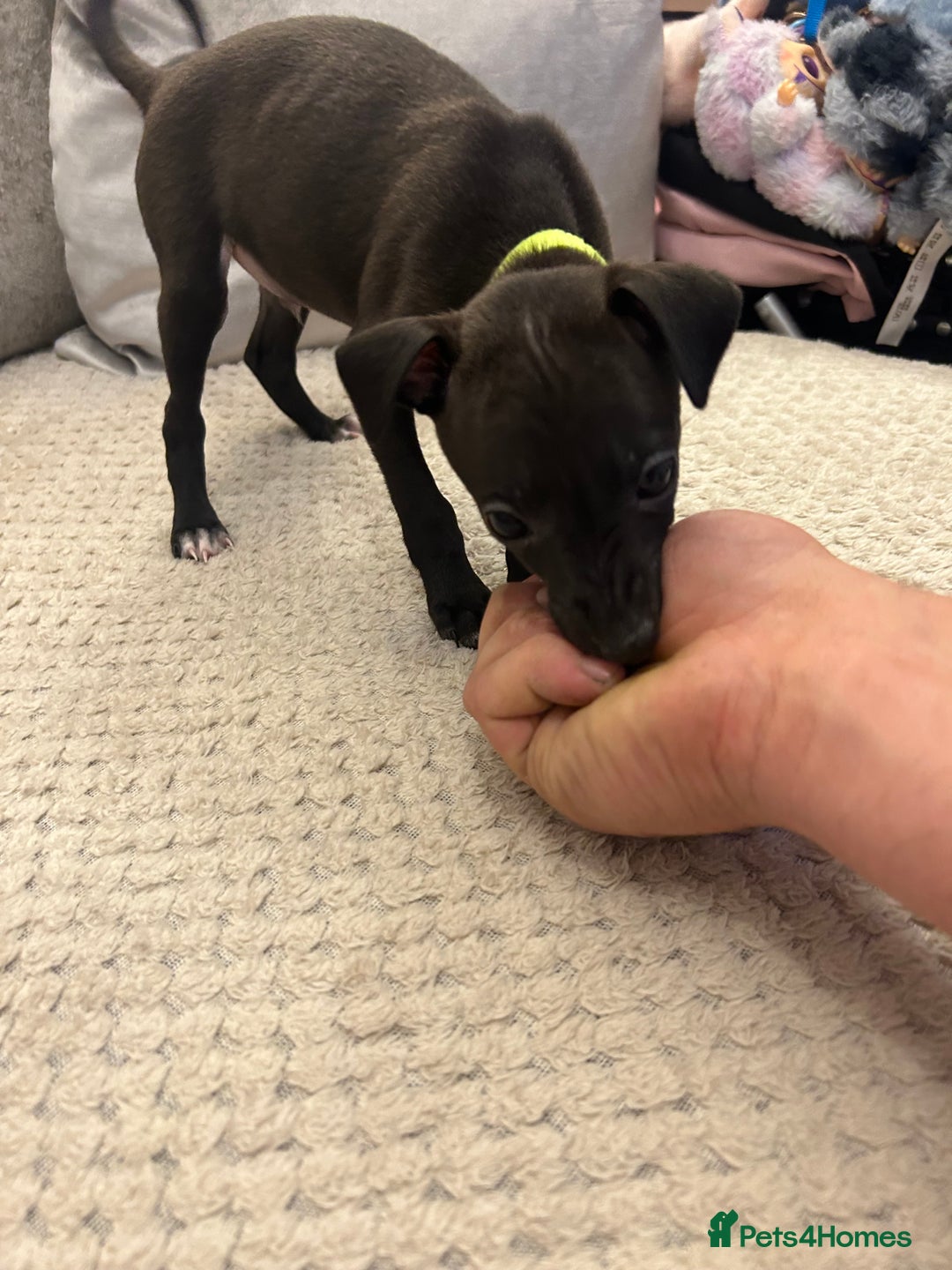 Italian Greyhound dogs for sale: **For Sale: Adorable Italian Greyhound Puppies!** - Image 5