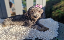 Maltipoo dogs for sale: Dominc C - Image 7