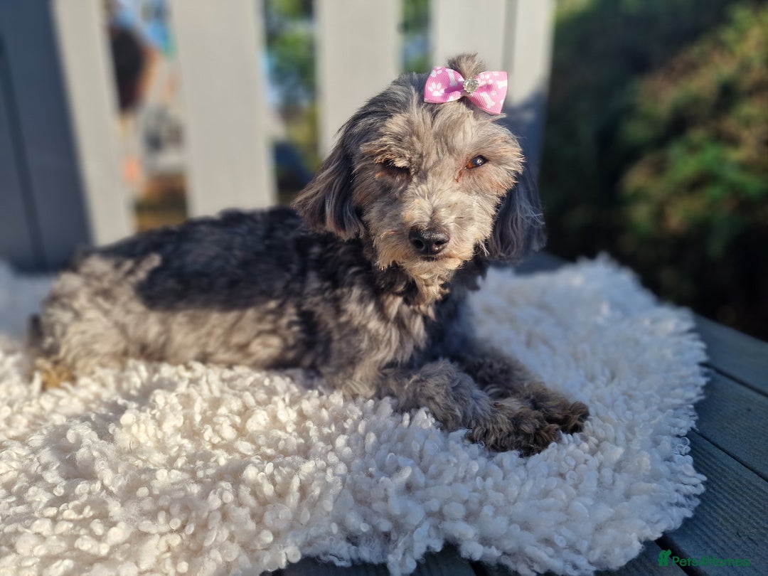 Maltipoo dogs for sale: Dominc C - Image 7