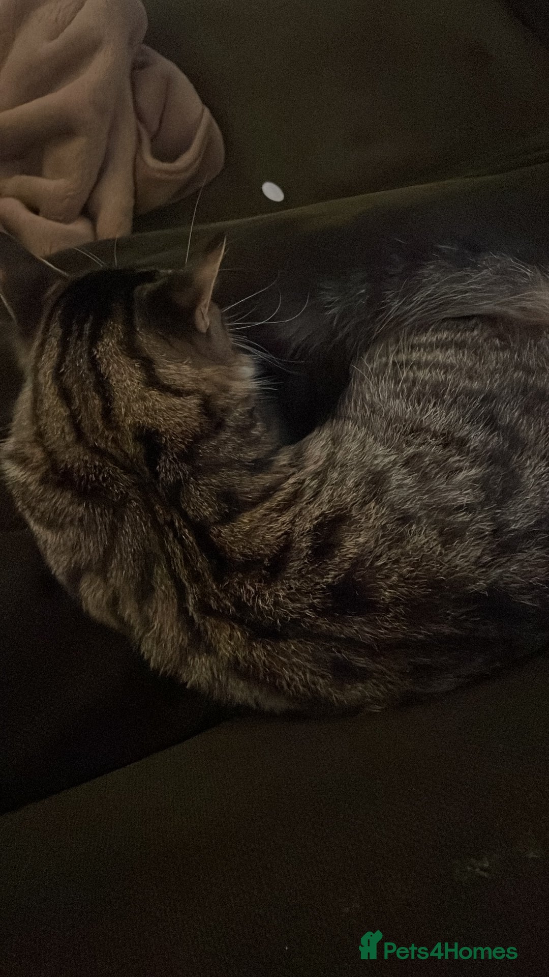 Mixed Breed cats for sale: black and brown tabby kitten - Advert 8