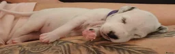 Dalmatian dogs for sale: Dalmatian puppies - Advert 17