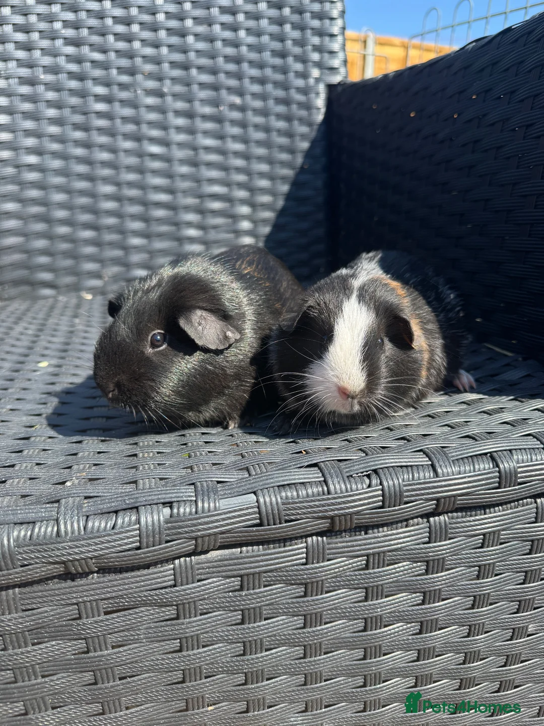 Guinea Pig rodents for sale: Female Guinea pigs  - Advert 2