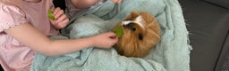 Guinea Pig rodents for sale: 2 Male Guinea Pigs  - Advert 7