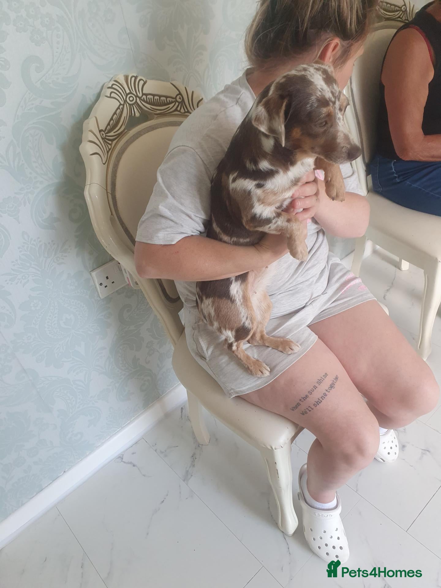 Mixed Breed dogs for sale: For Sale  - Advert 3