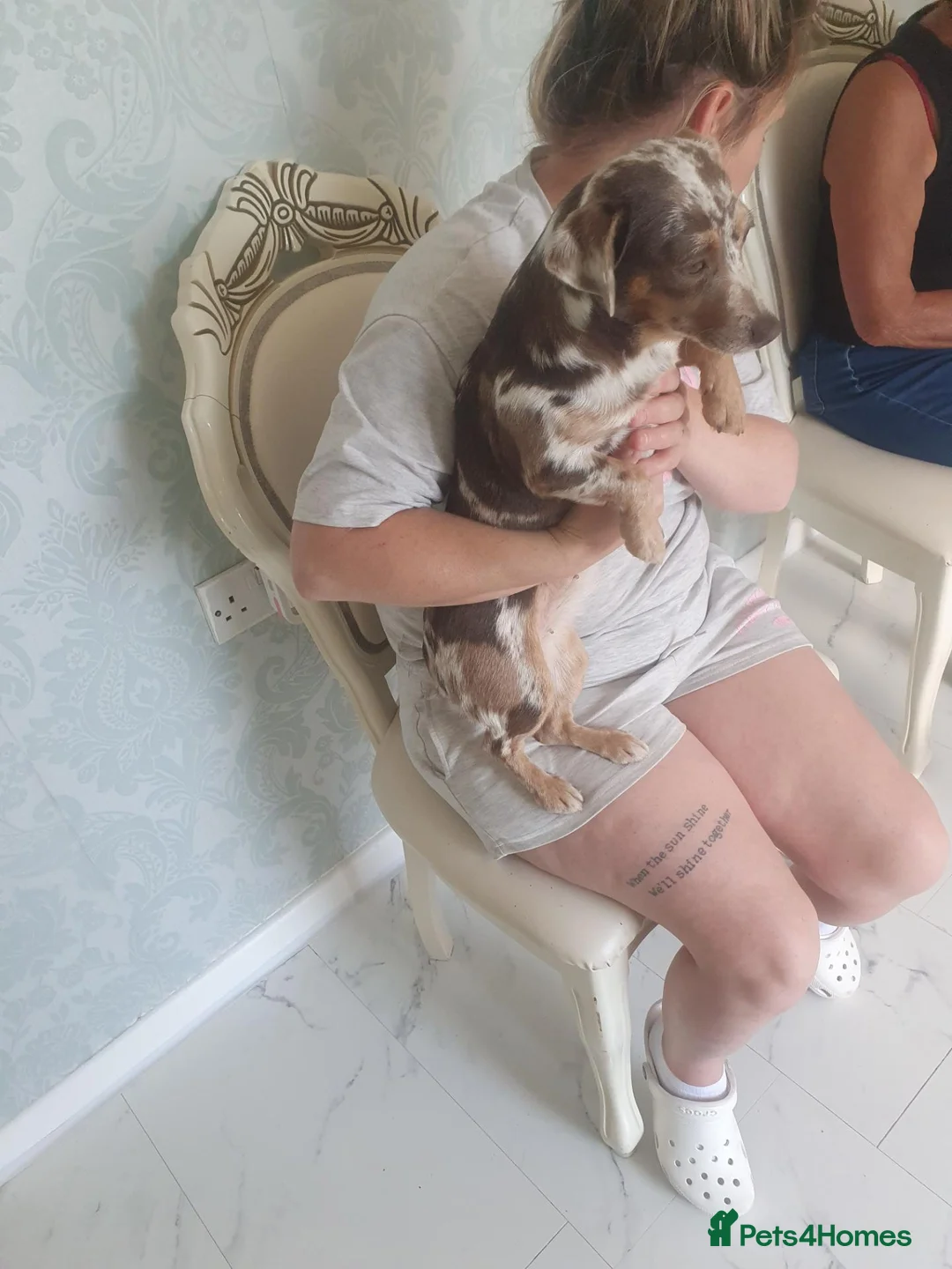 Mixed Breed dogs for sale: For Sale  - Advert 1