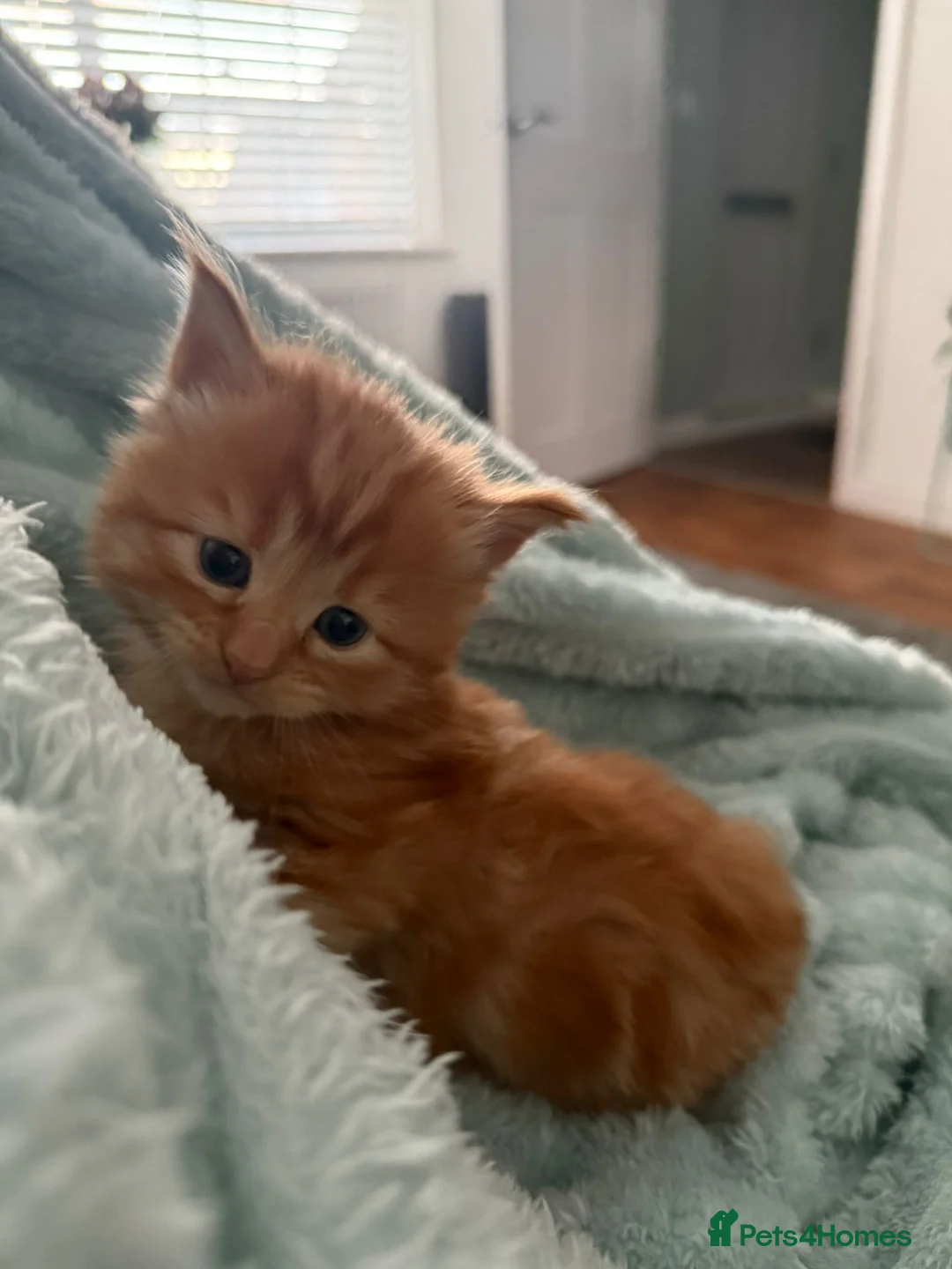 Mixed Breed cats for sale: Mixed Maine Coons - Advert 3