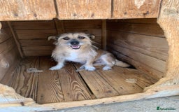 Mixed Breed dogs for adoption: Charlotte approx 6 yr old. Available for adoption. - Image 6