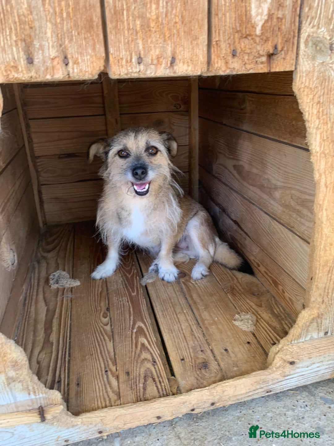 Mixed Breed dogs for adoption: Charlotte approx 6 yr old. Available for adoption. - Image 6