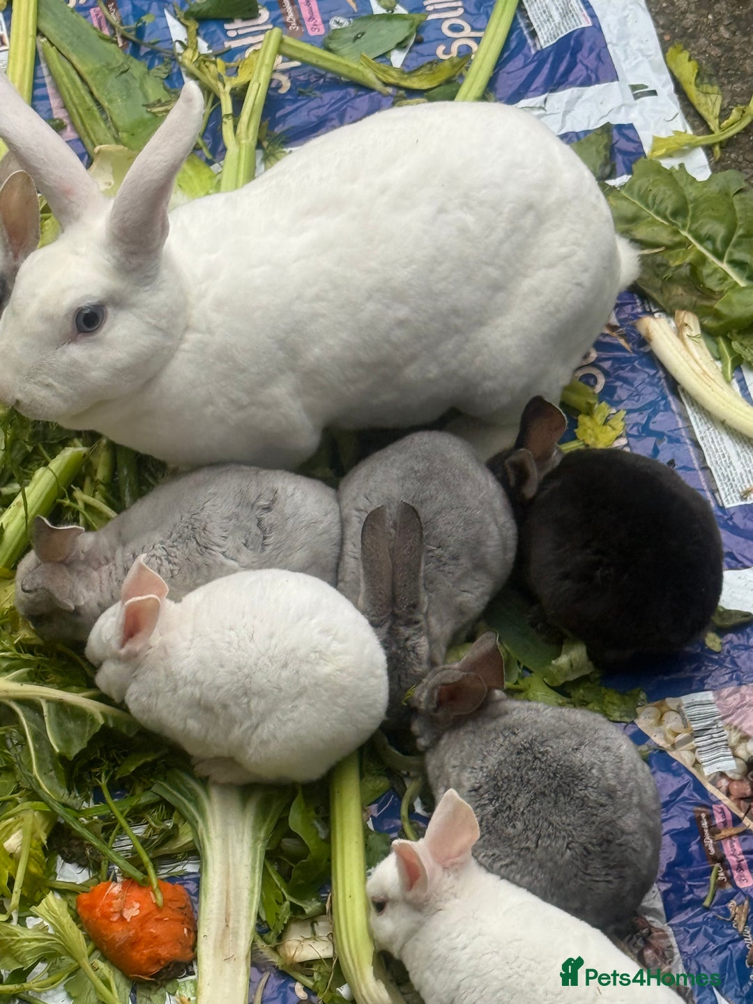 Rex rabbits for sale: Baby bunny’s and adult rabbits for sale  - Advert 3