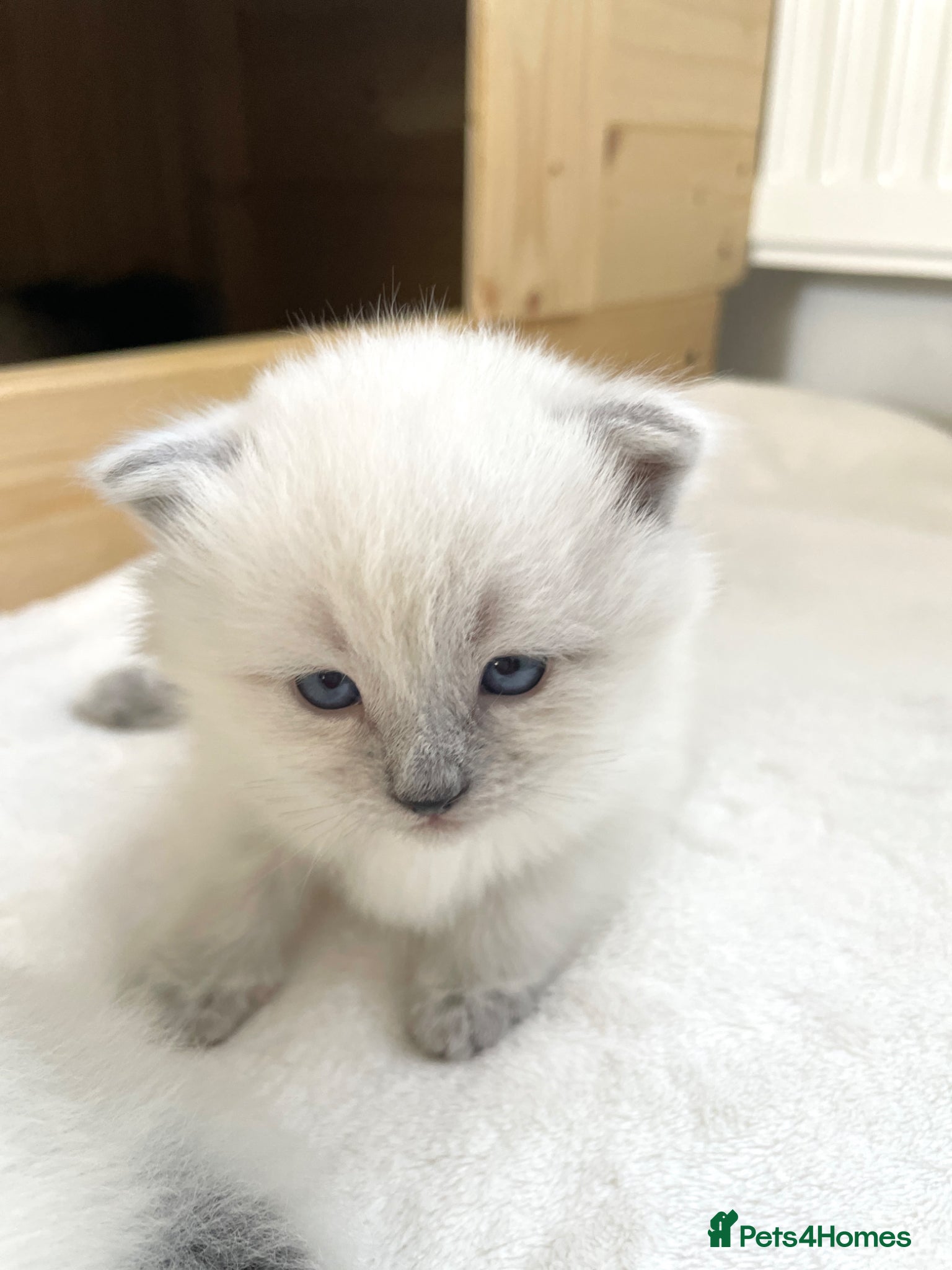 Siberian cats for sale: 2 Pure Neva Masquerade kittens available  - Advert 9