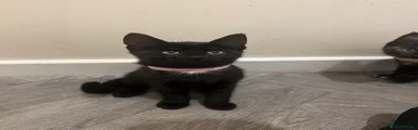 Domestic Shorthair Kitten 8