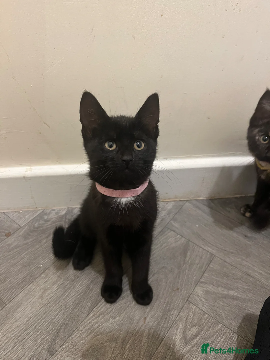 Domestic Shorthair cats for sale: 8 kittens for sale, 3 boys and 5 girls.  in Saint Asaph - Advert 9