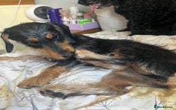Mixed Breed dogs for sale: 5 month old female dachshund cross puppy - Image 5