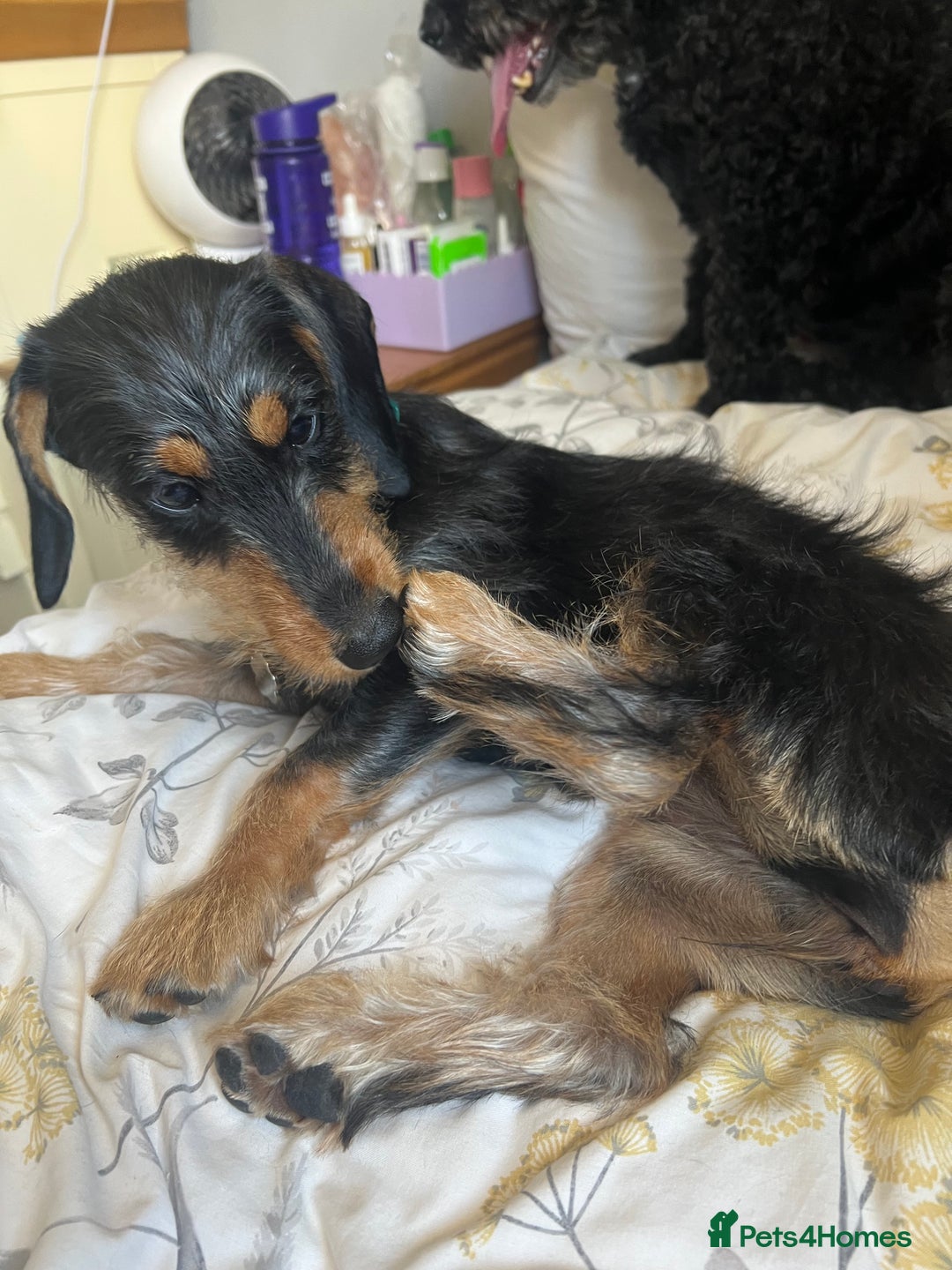 Mixed Breed dogs for sale: 5 month old female dachshund cross puppy - Image 5