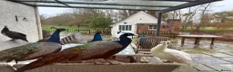 Peafowl poultry for sale: Peafowl ( peacocks, peahens, Peachicks) in Witham - Advert 3