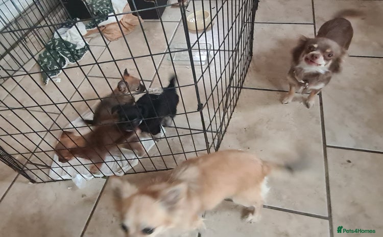 Chihuahua dogs - Advert 3