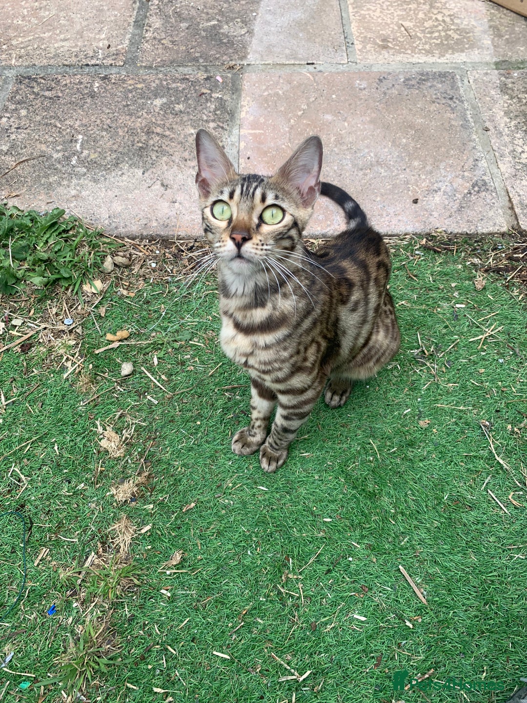 Bengal cats for sale: MIXED BENGAL KITTENS - Image 21