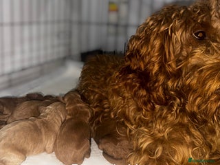 Cockapoo dogs - Advert 1