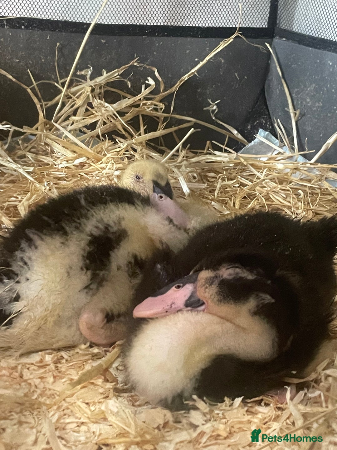 Ducks poultry for sale: 7 week old ducks  - Advert 1