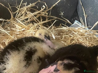 Ducks poultry 7 week old ducks - Advert 6