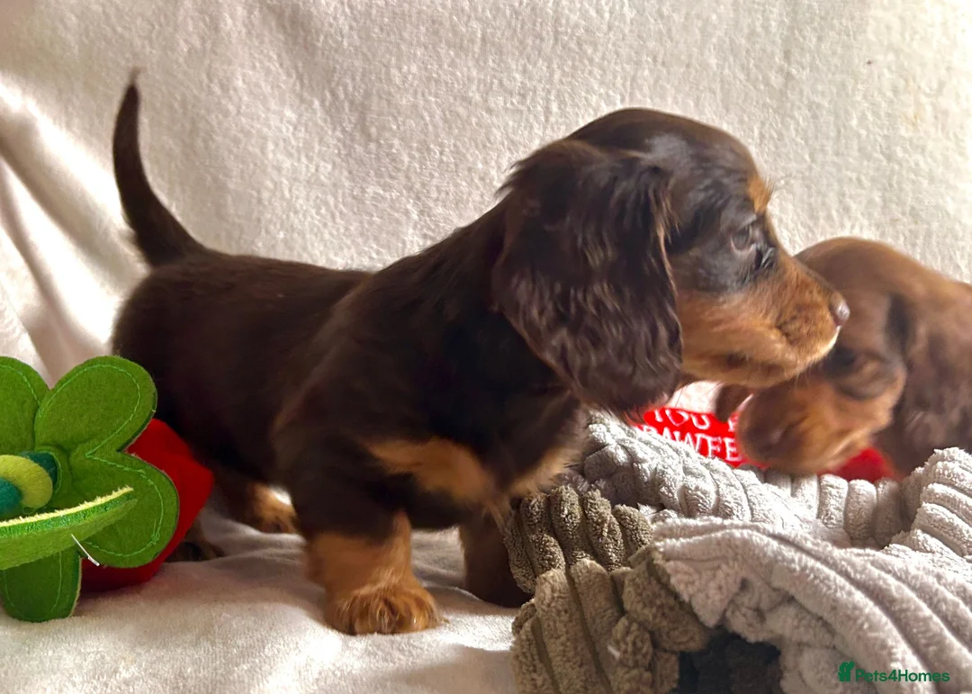 Miniature Dachshund dogs for sale: Gorgeous Mini Dachshund Puppies - Chocolate & Tan - Advert 7