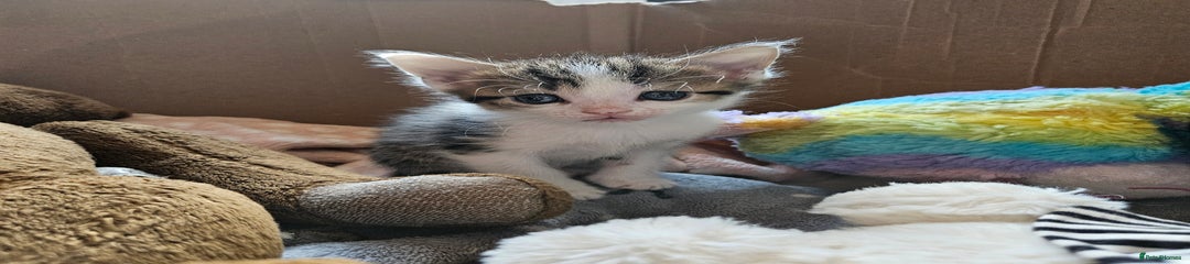 Domestic Shorthair Kitten 4