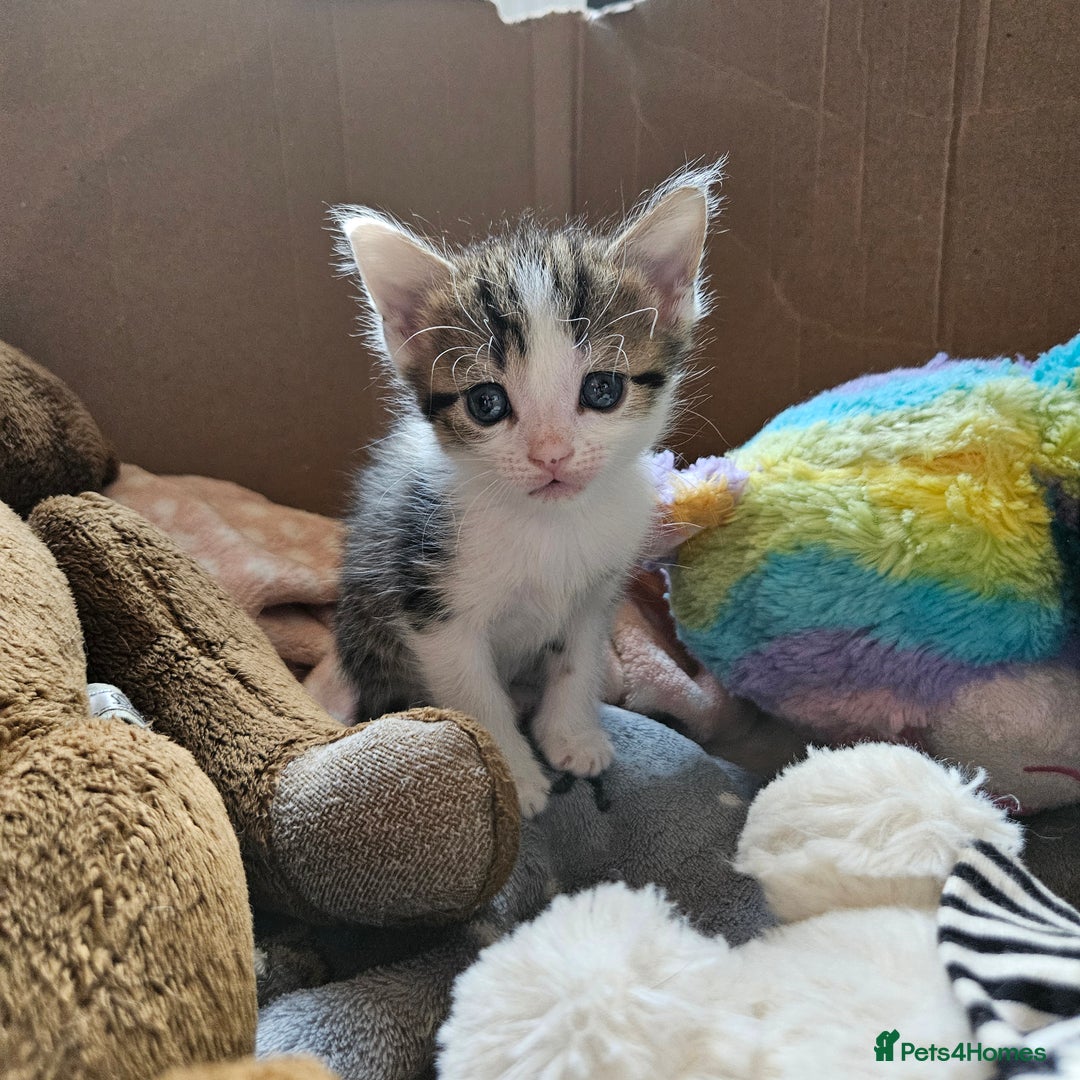 Domestic Shorthair cats for sale: 4 Gorgeous Kittens  - Image 11