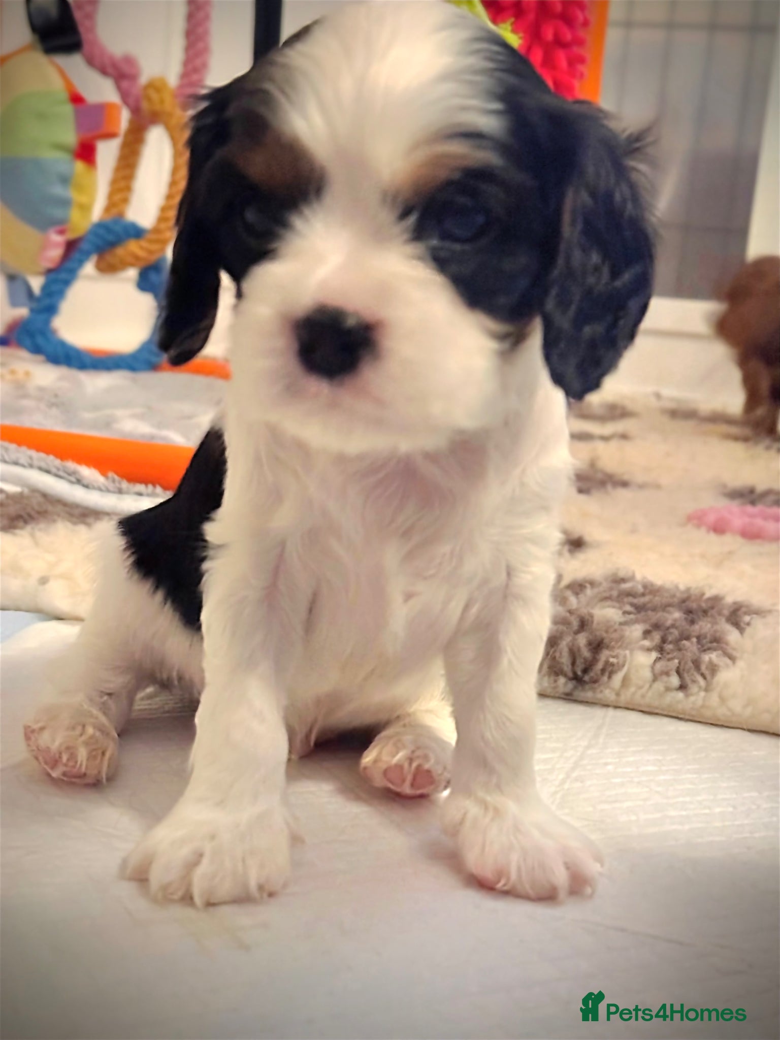 Cavalier King Charles Spaniel dogs Very rare in UK ultra-low COI 0.2% Choc carrier KC - Advert 18
