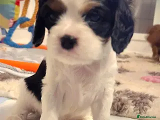 Cavalier King Charles Spaniel dogs Very rare in UK ultra-low COI 0.2% Choc carrier KC - Advert 18