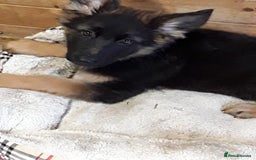 German Shepherd dogs for sale: GERMAN SHEPHERD PUPPY  - Image 2
