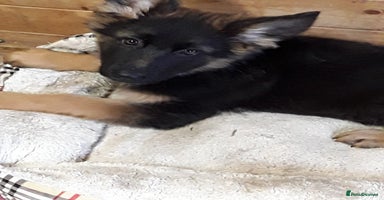 German Shepherd dogs - Advert 11