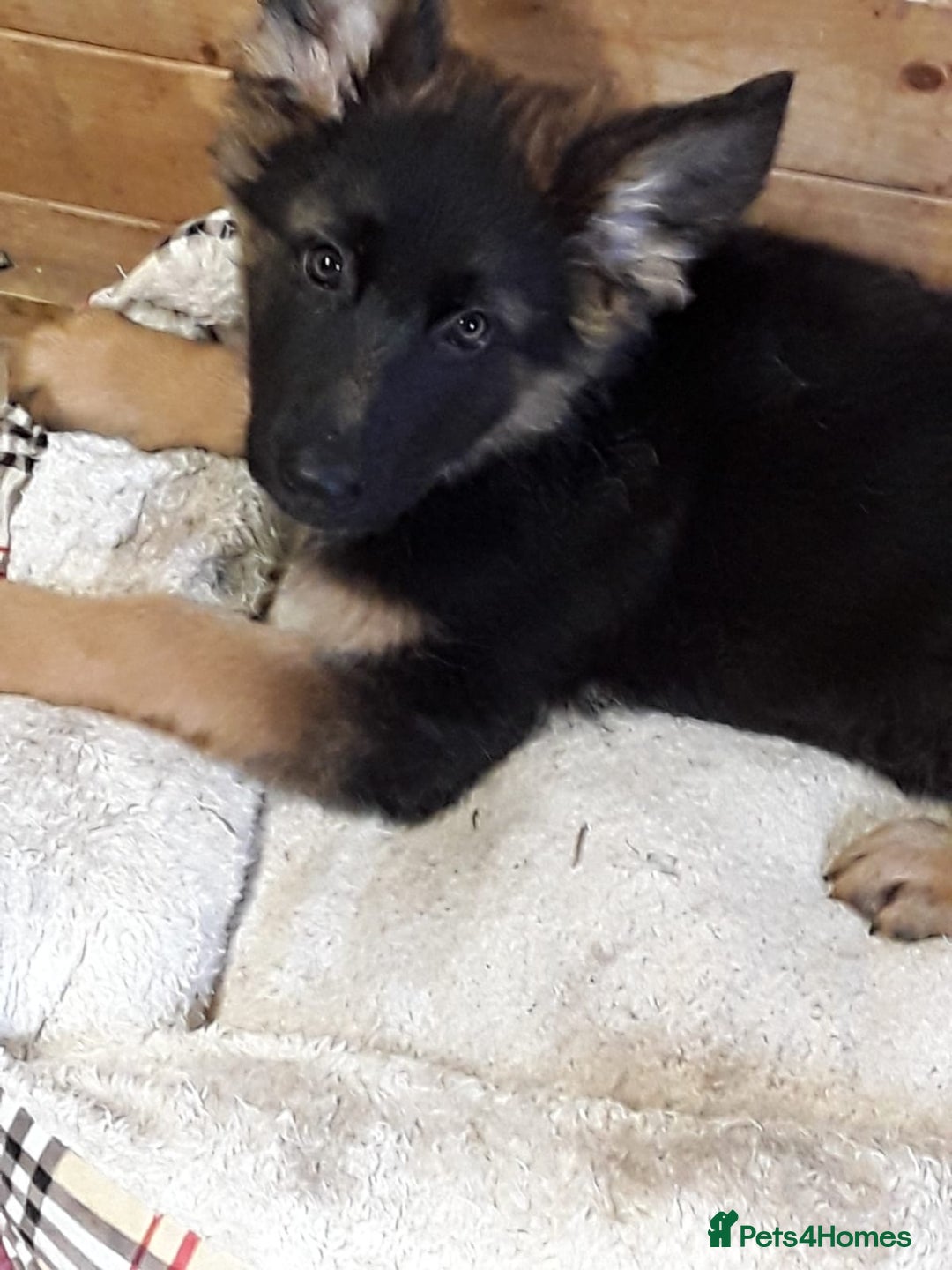 German Shepherd dogs for sale: GERMAN SHEPHERD PUPPY  - Image 2